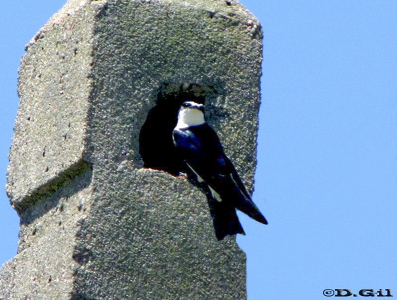 GOLONDRINA CEJA BLANCA (Tachycineta leucorrhoa) - (Nido) Campo en Progreso- CANELONES (Octubre 2009)